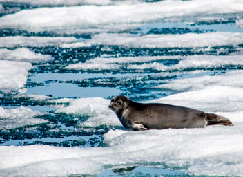 тур за Байкальским чудом/ в гости к нерпе